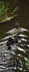 9 jetzt sind alle im Wasser bei Mama